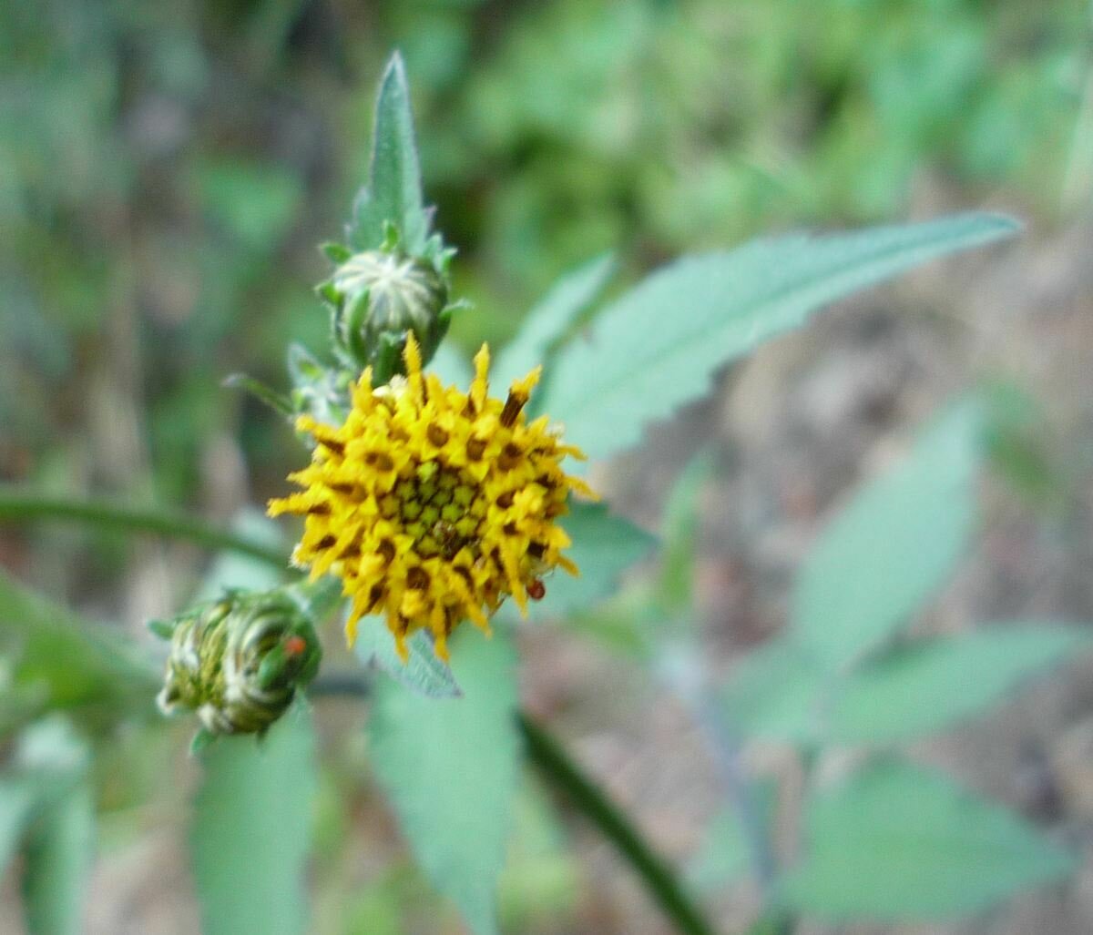 High Resolution Bidens pilosa Flower